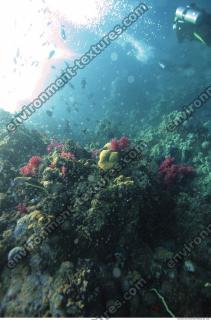 Photo Reference of Coral Sudan Undersea 0023